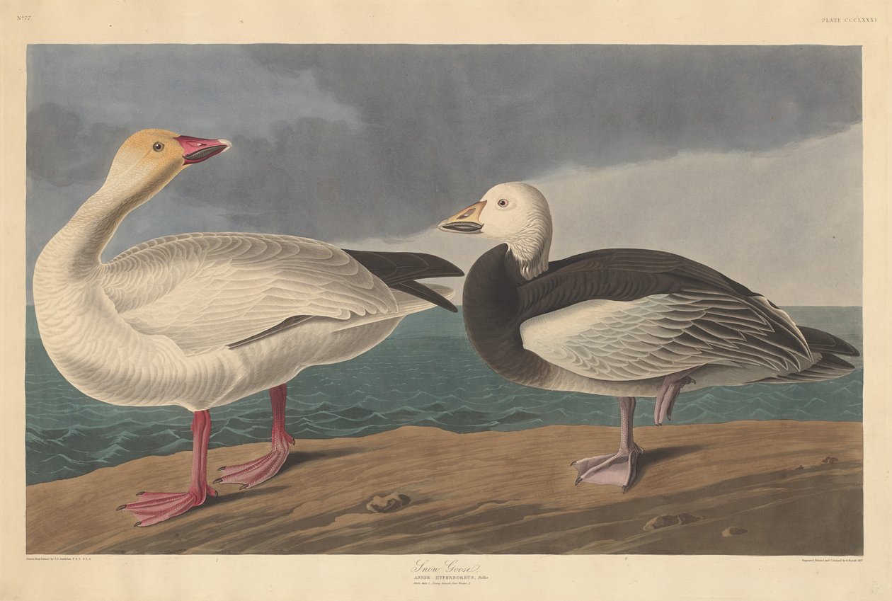 Sneeuwgans door Robert Havell after John James Audubon