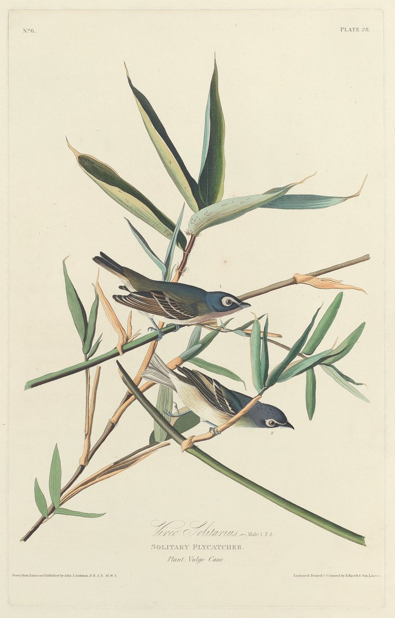 Eenzame Vliegenvanger door Robert Havell after John James Audubon