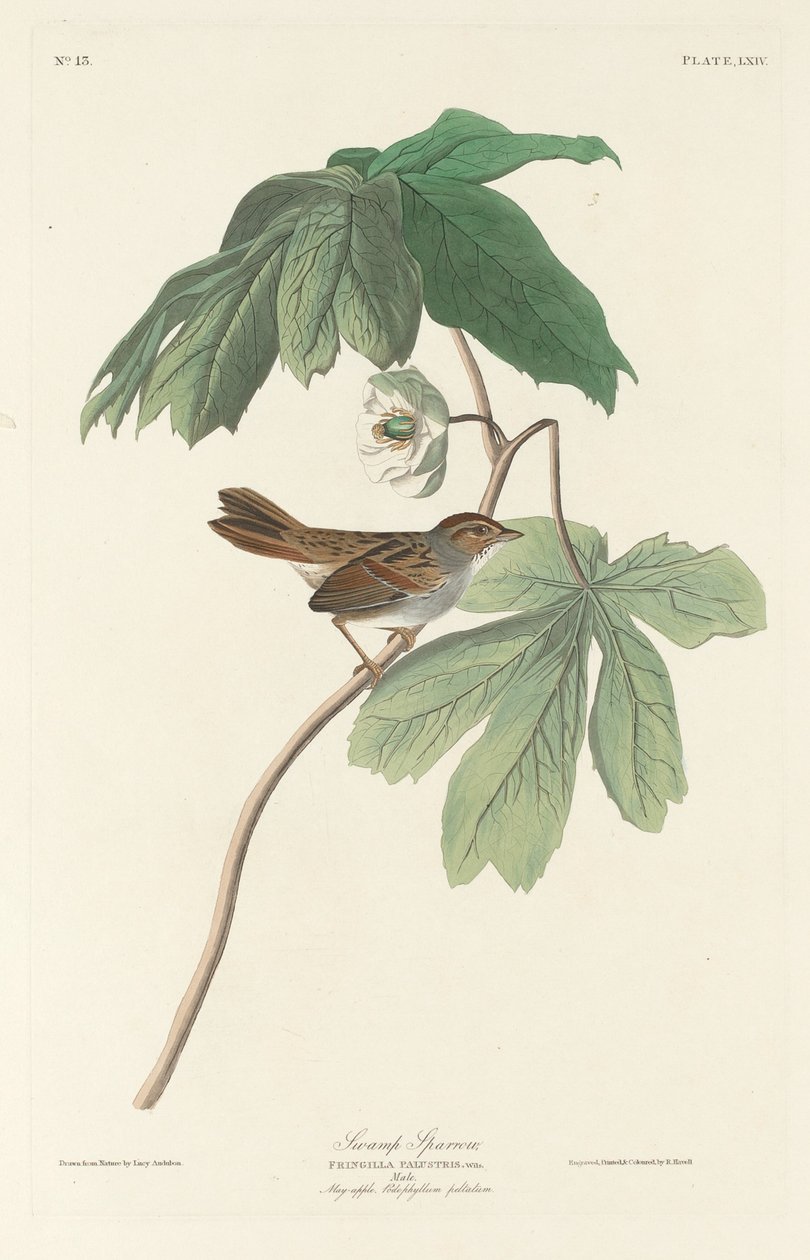 Moerasmus door Robert Havell after John James Audubon