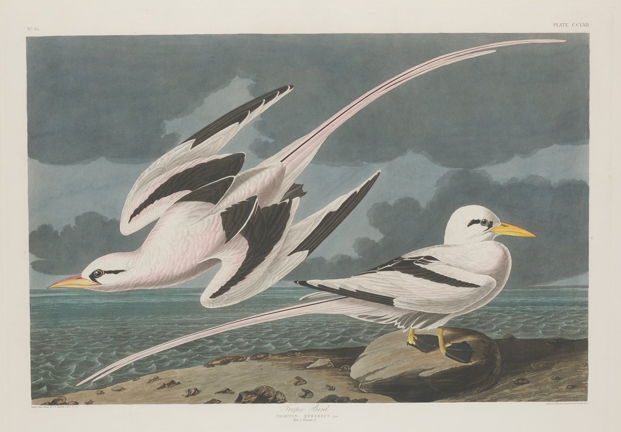Tropische Vogel door Robert Havell after John James Audubon