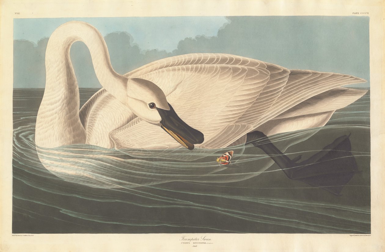 Trompetzwaan door Robert Havell after John James Audubon