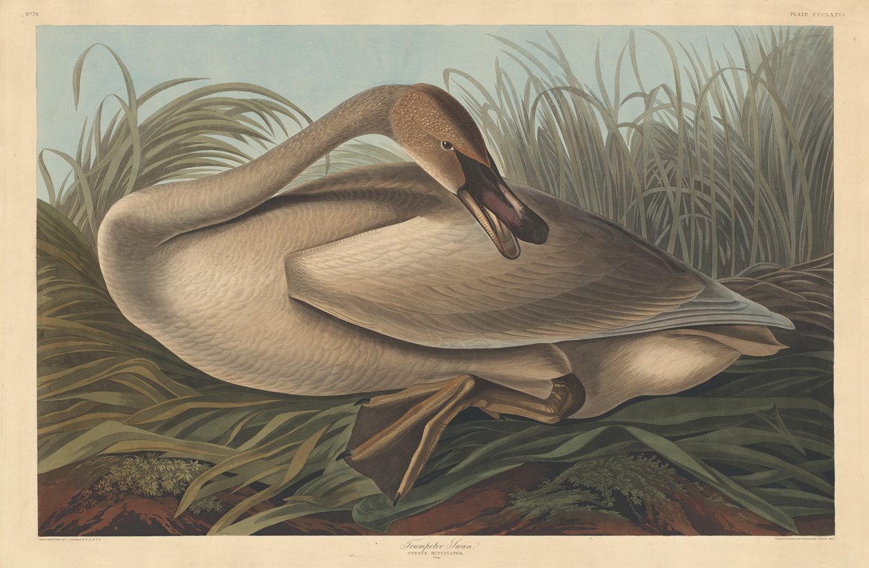 Trompetzwaan door Robert Havell after John James Audubon