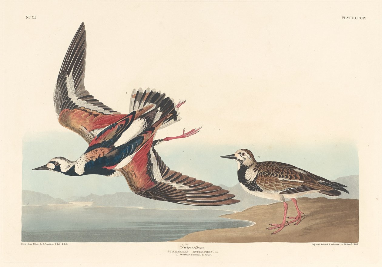 Steenloper door Robert Havell after John James Audubon