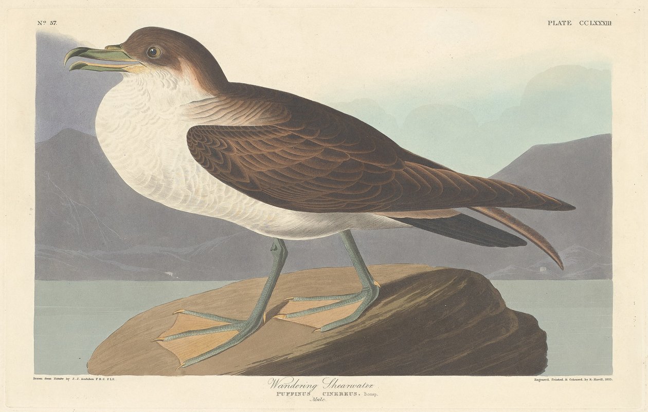 Zwerfstormvogel door Robert Havell after John James Audubon