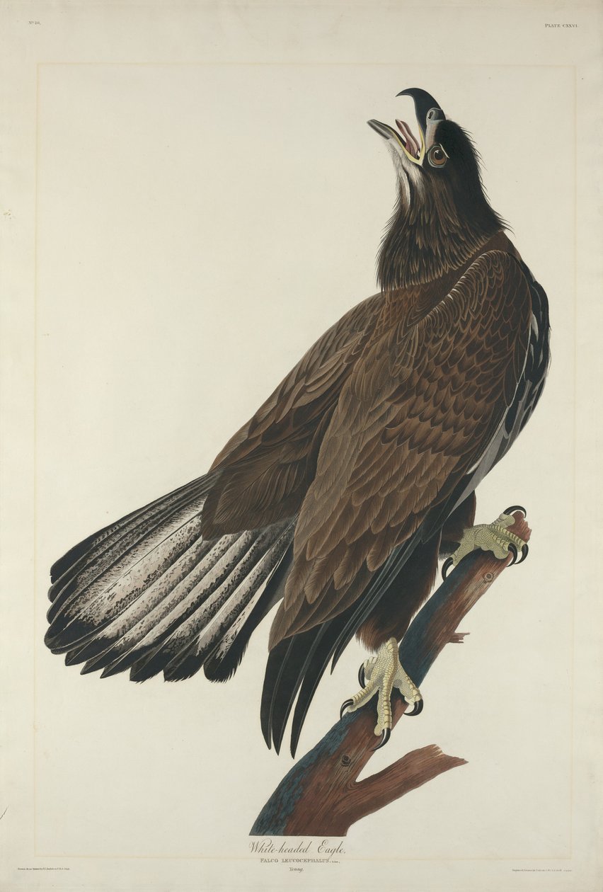 Witkoparend door Robert Havell after John James Audubon