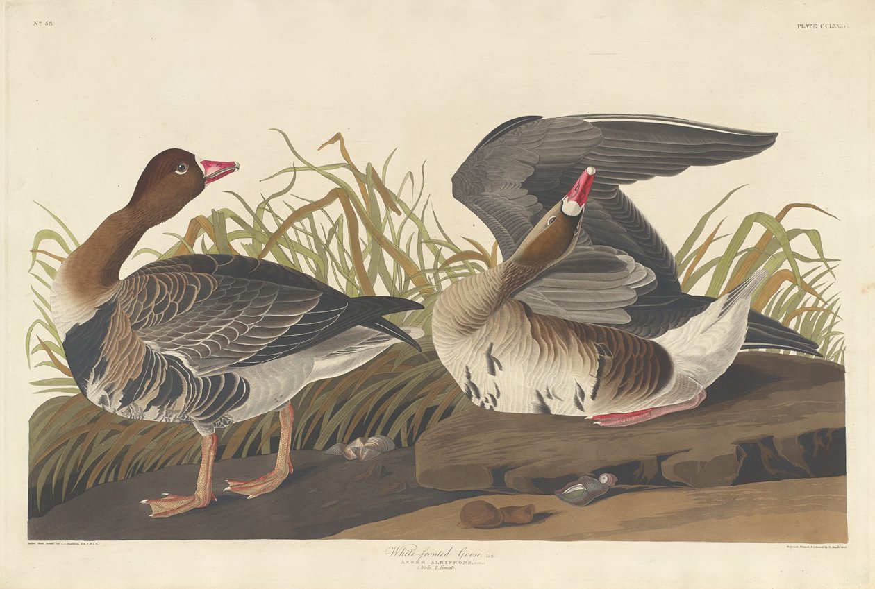 Rietgans door Robert Havell after John James Audubon