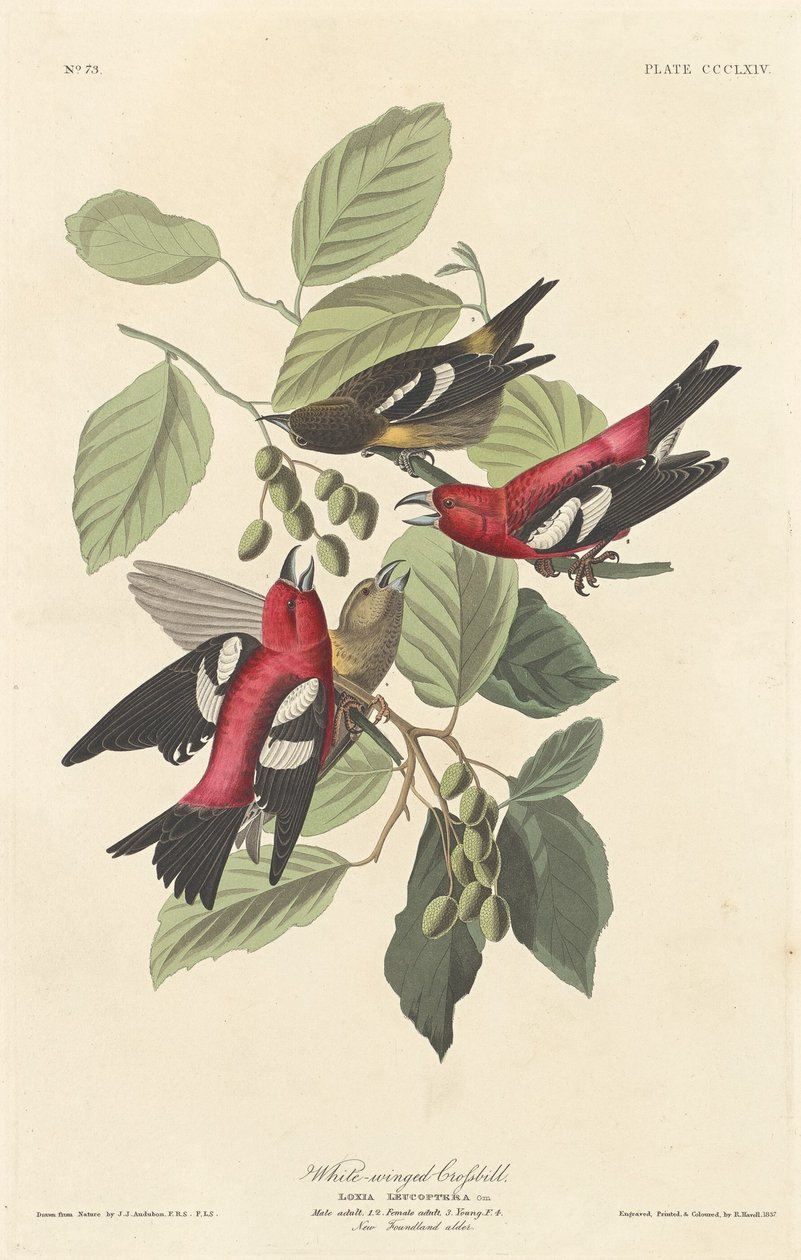 Witvleugel Kruisbek door Robert Havell after John James Audubon