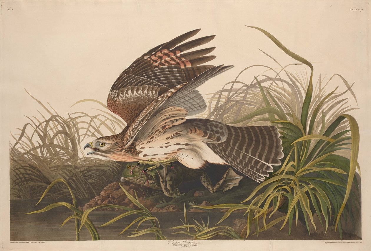 Winterhavik door Robert Havell after John James Audubon