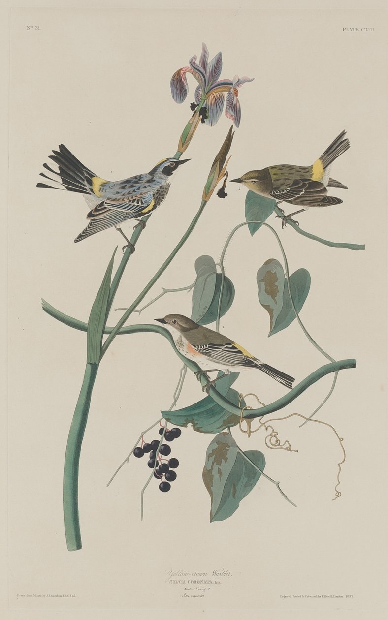 Geelkruin Zanger door Robert Havell after John James Audubon