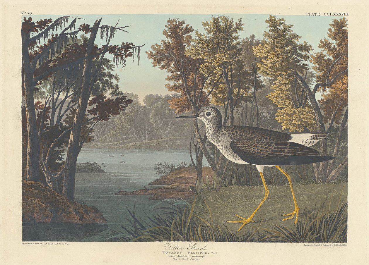 Geelpotige steltloper door Robert Havell after John James Audubon