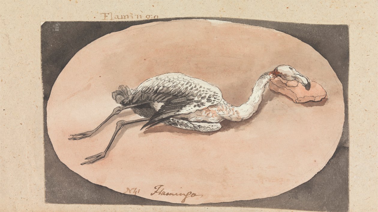 Flamingo door Robert Mabon