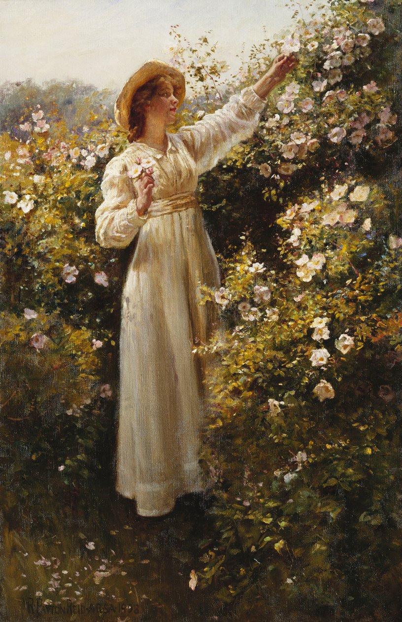 Wilde Roos door Robert Payton Reid