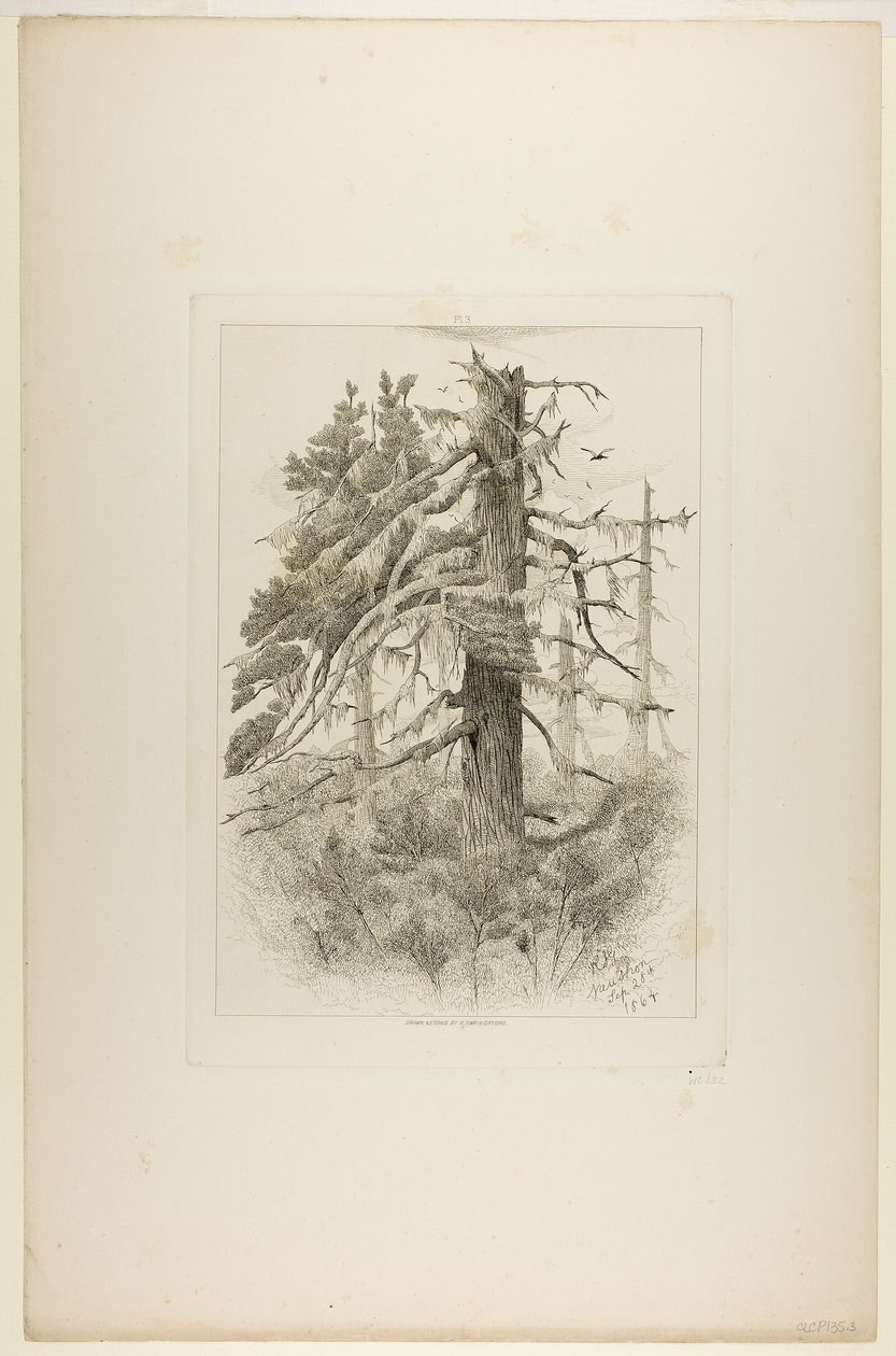 Oude bomen op Naushon Island door Robert Swain Gifford