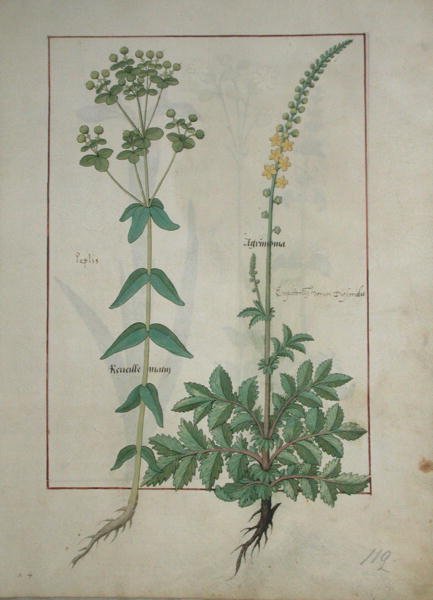 Reveille Matin en Agrimonia, illustratie uit Het Boek der Eenvoudige Geneesmiddelen door Mattheaus Platearius (d.c.1161) c.1470 door Robinet Testard