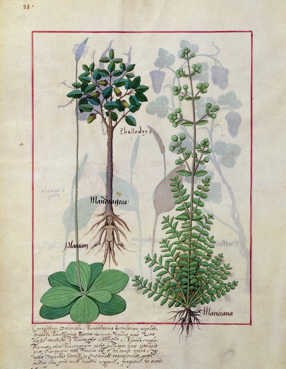 Illustratie uit het Boek der Eenvoudige Geneesmiddelen door Mattheaus Platearius 155v door Robinet Testard