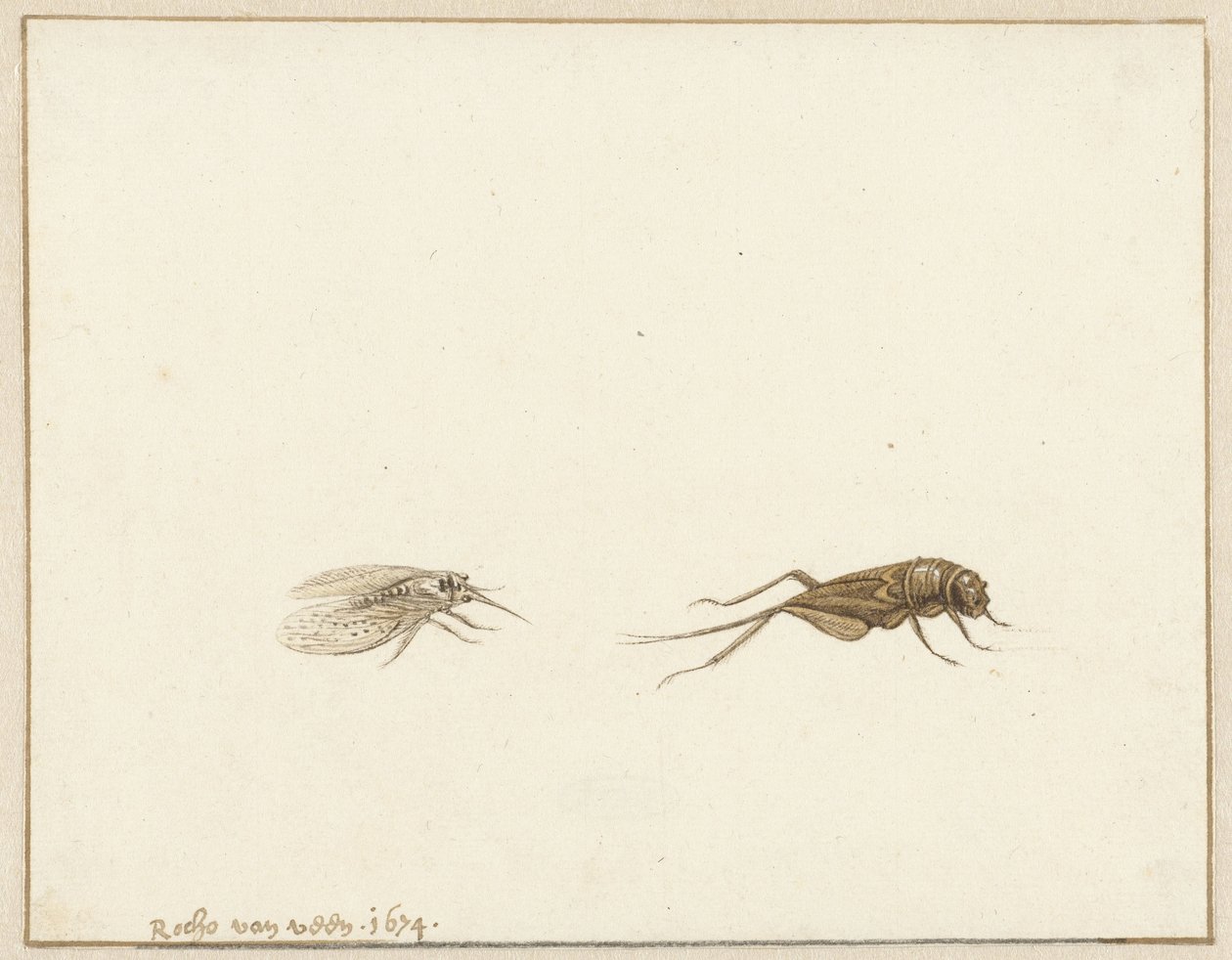 Twee insecten door Rochus van Veen