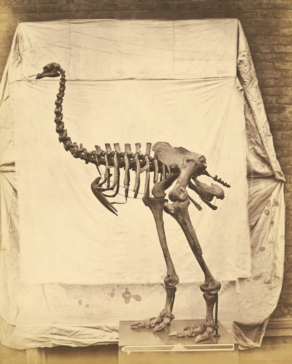 Dinornis Elephantopus Dinosaurus door Roger Fenton