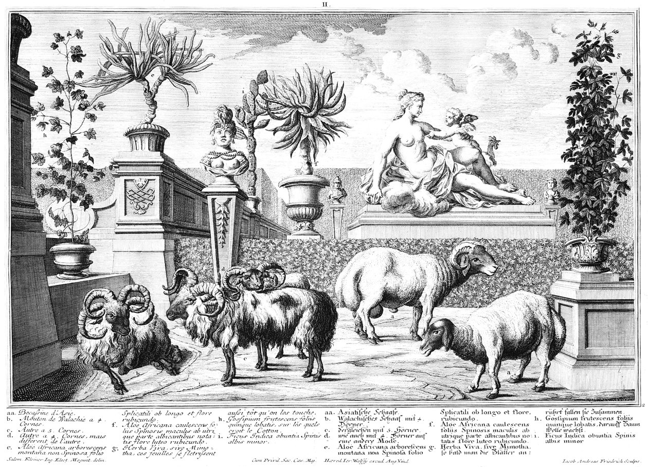 Schapen door Salomon Kleiner