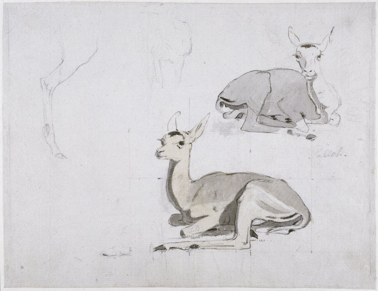 Studies van jonge Pallah Herten Rustend door Samuel Daniell