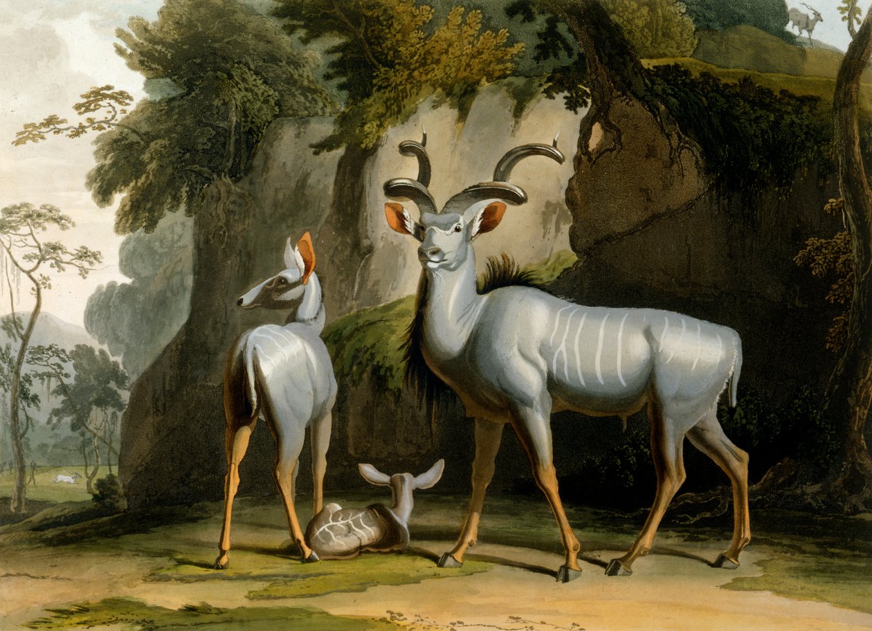 De Koodoo, 1804 door Samuel Daniell