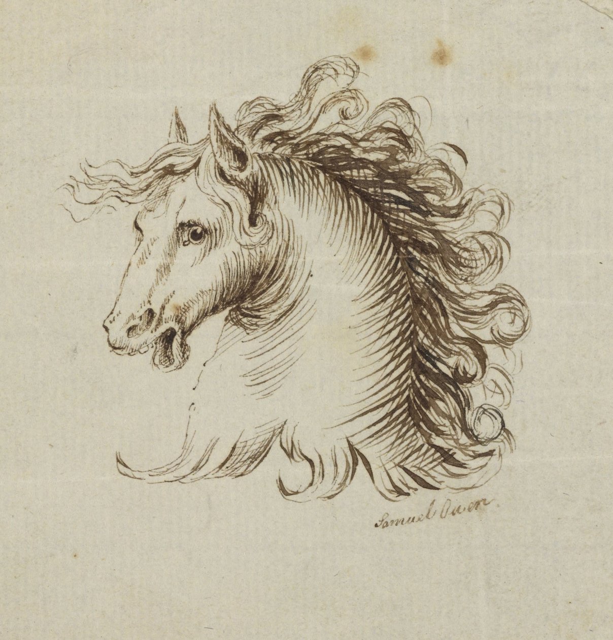 Hoofd van een paard door Samuel H. Owen