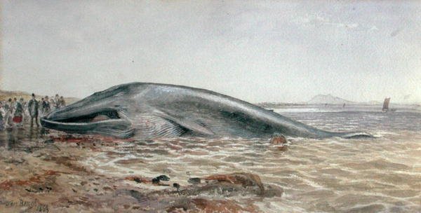De Aberlady-walvis, Longriddy Bay door Samuel Bough
