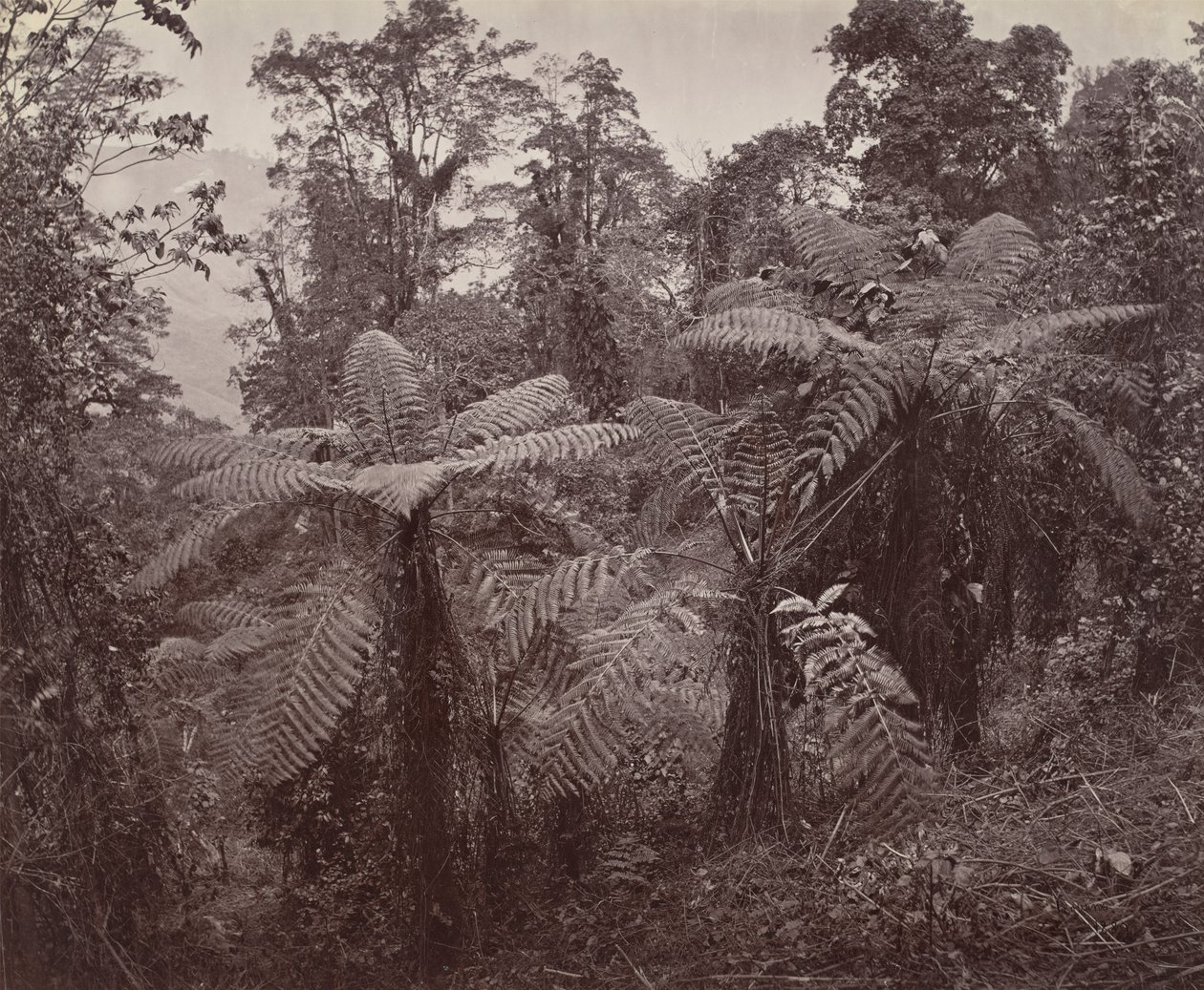 Darjeeling, groep boomvarens in Lebong door Samuel Bourne