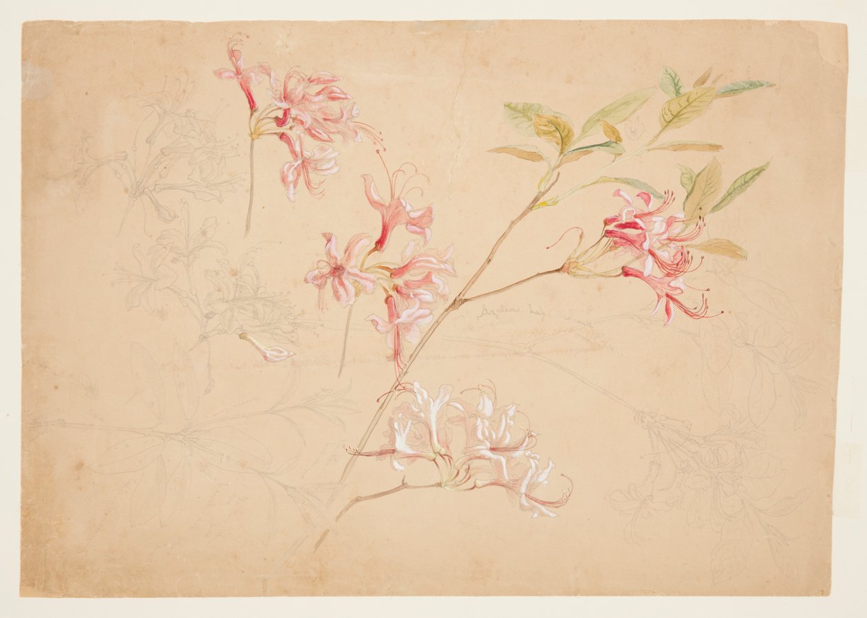 Azalea