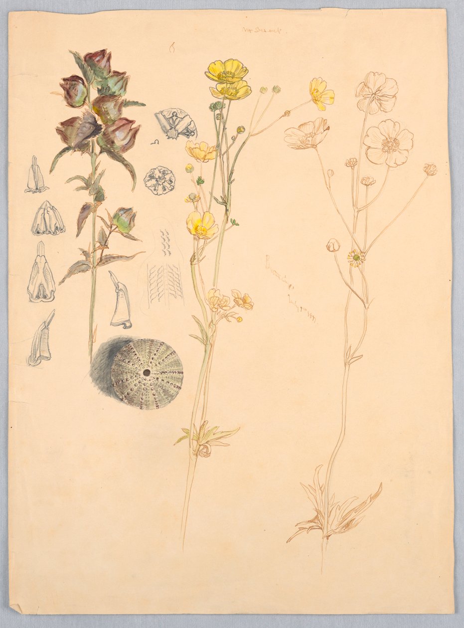 Boterbloemen, Mt. Desert door Samuel Colman