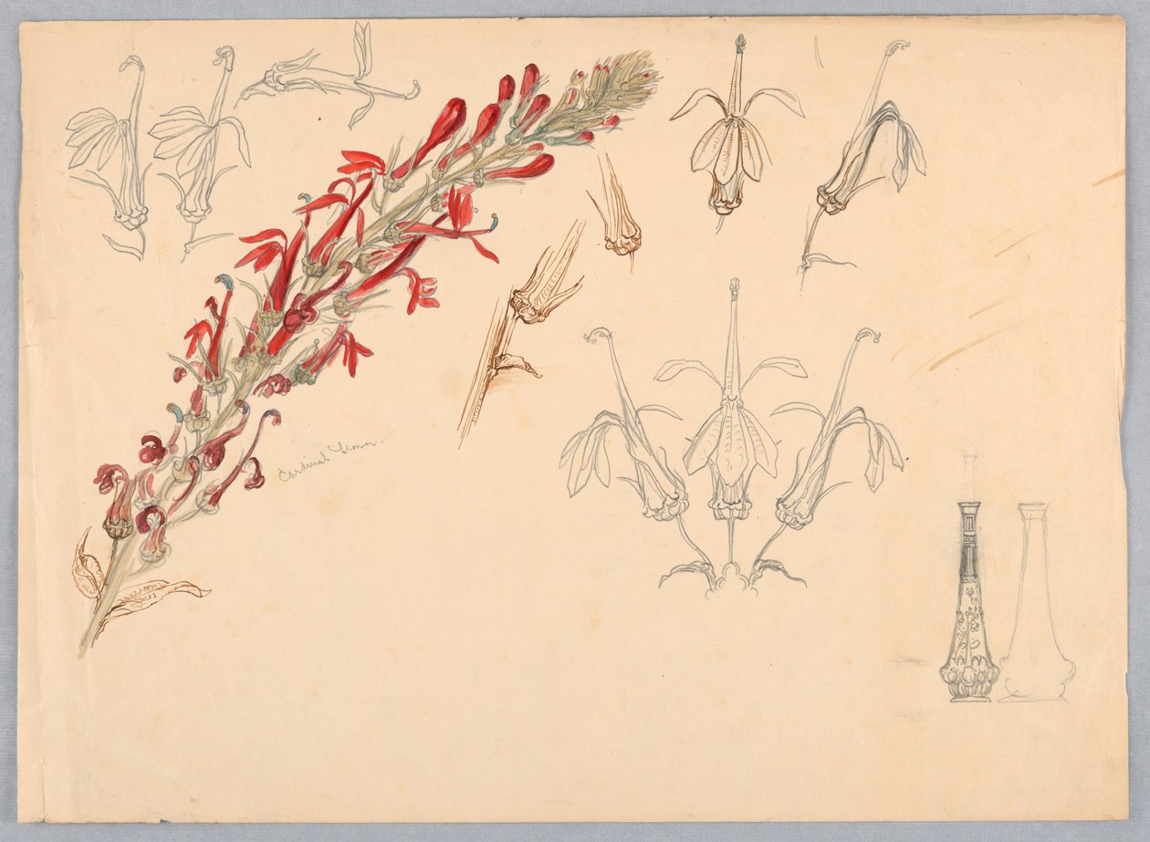 Kardinaalsbloem door Samuel Colman