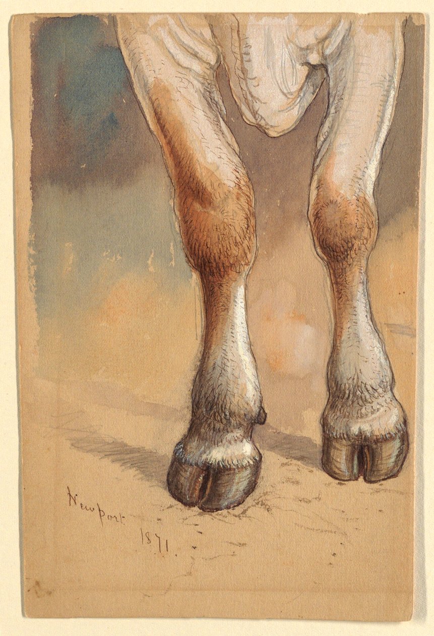 Tekening, Studies naar vee, 1871 door Samuel Colman