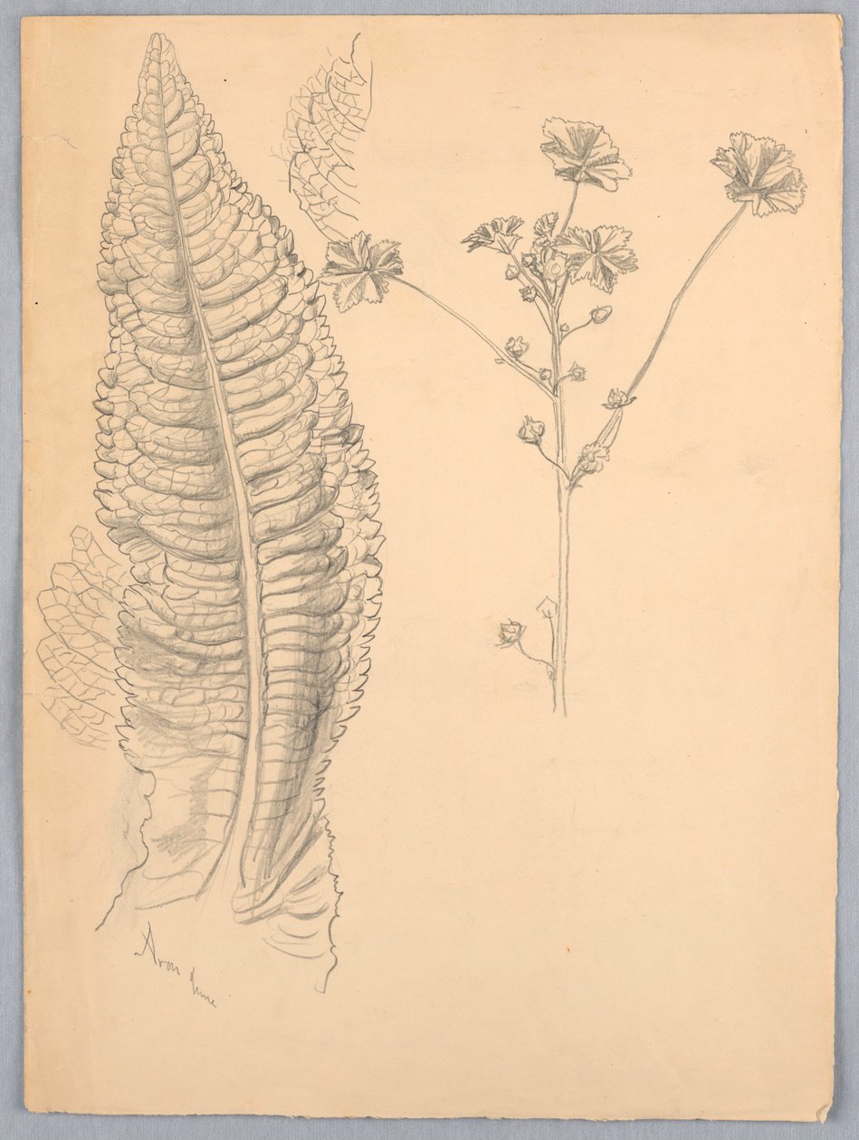 Bladstudies door Samuel Colman