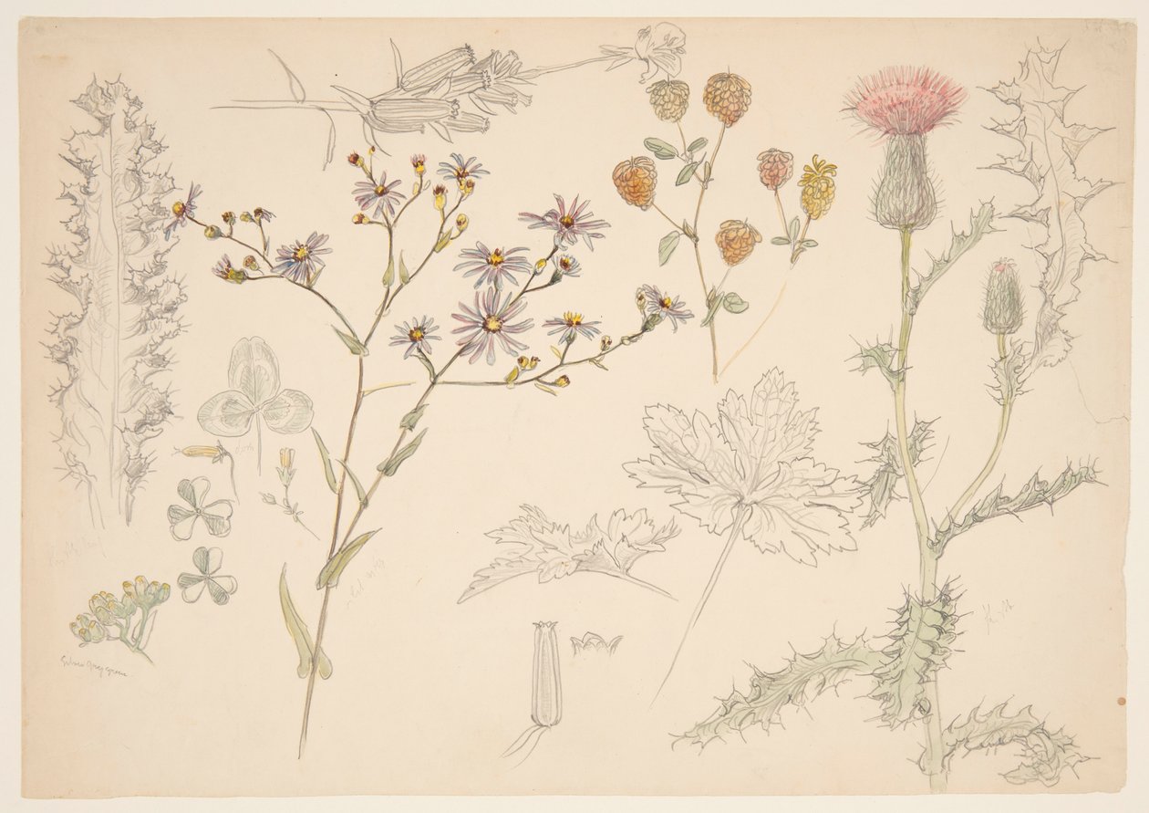 Studies van weidebloemen door Samuel Colman