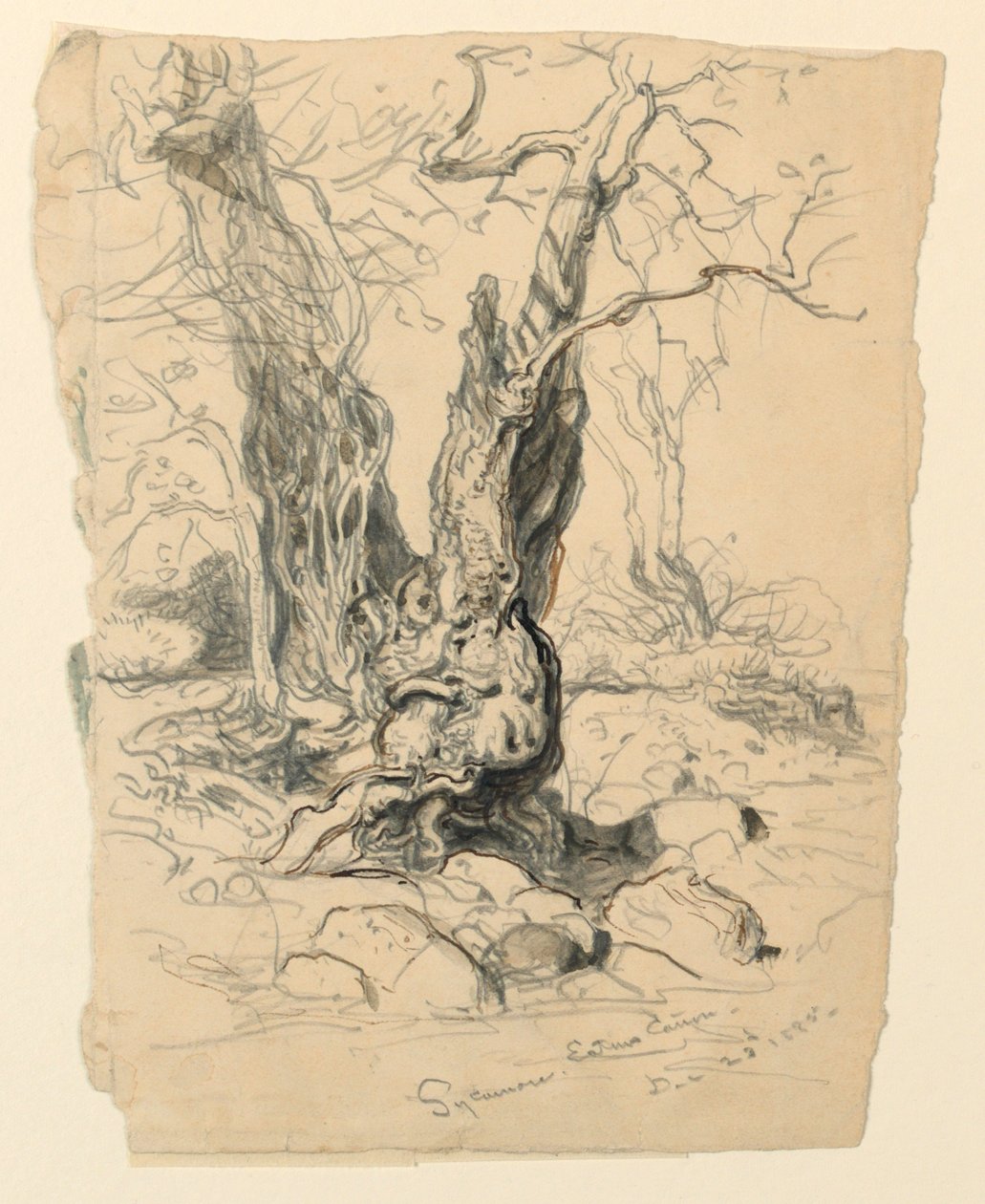 Studie van esdoorn door Samuel Colman