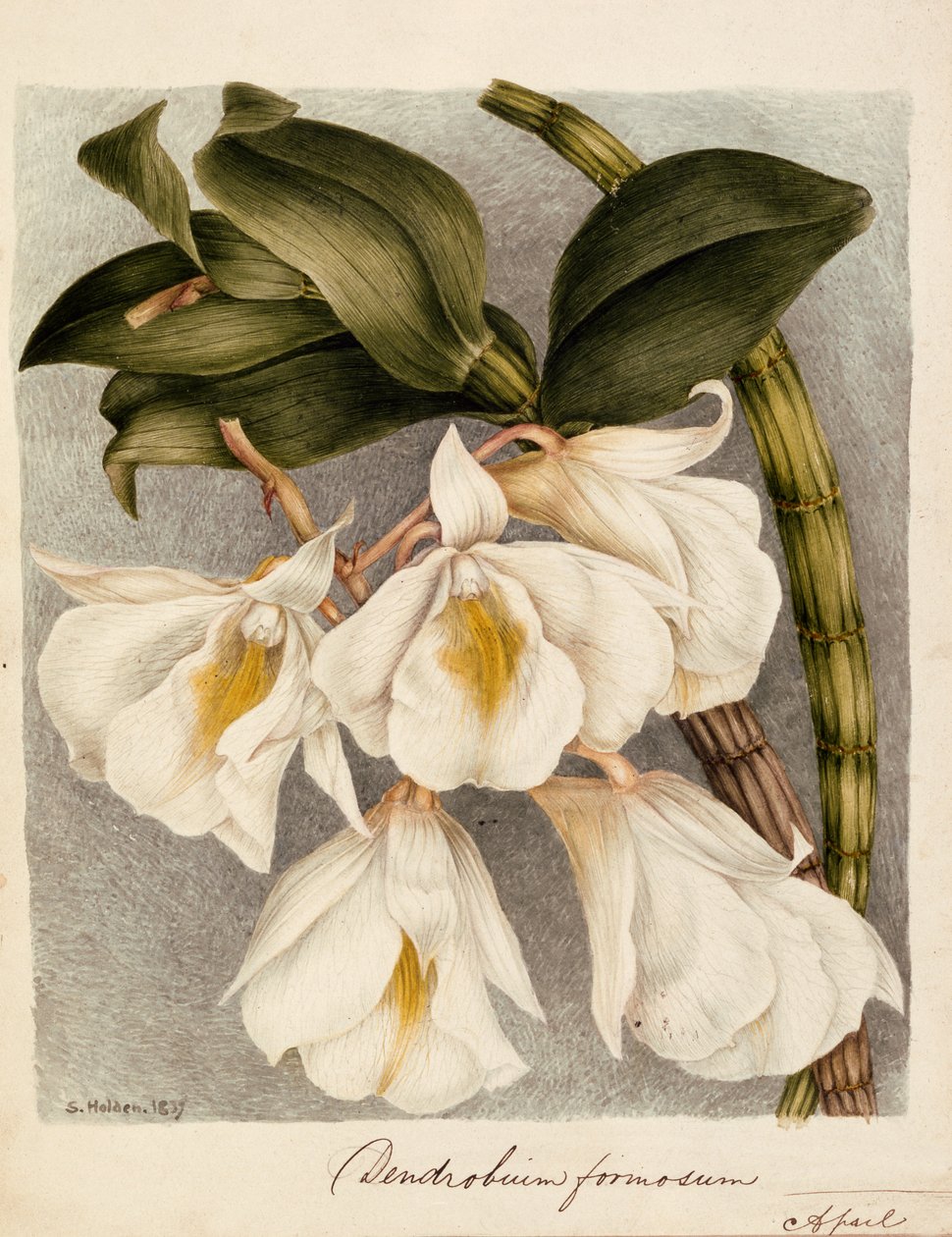 Dendrobium Formosum, c.1839 door Samuel Holden