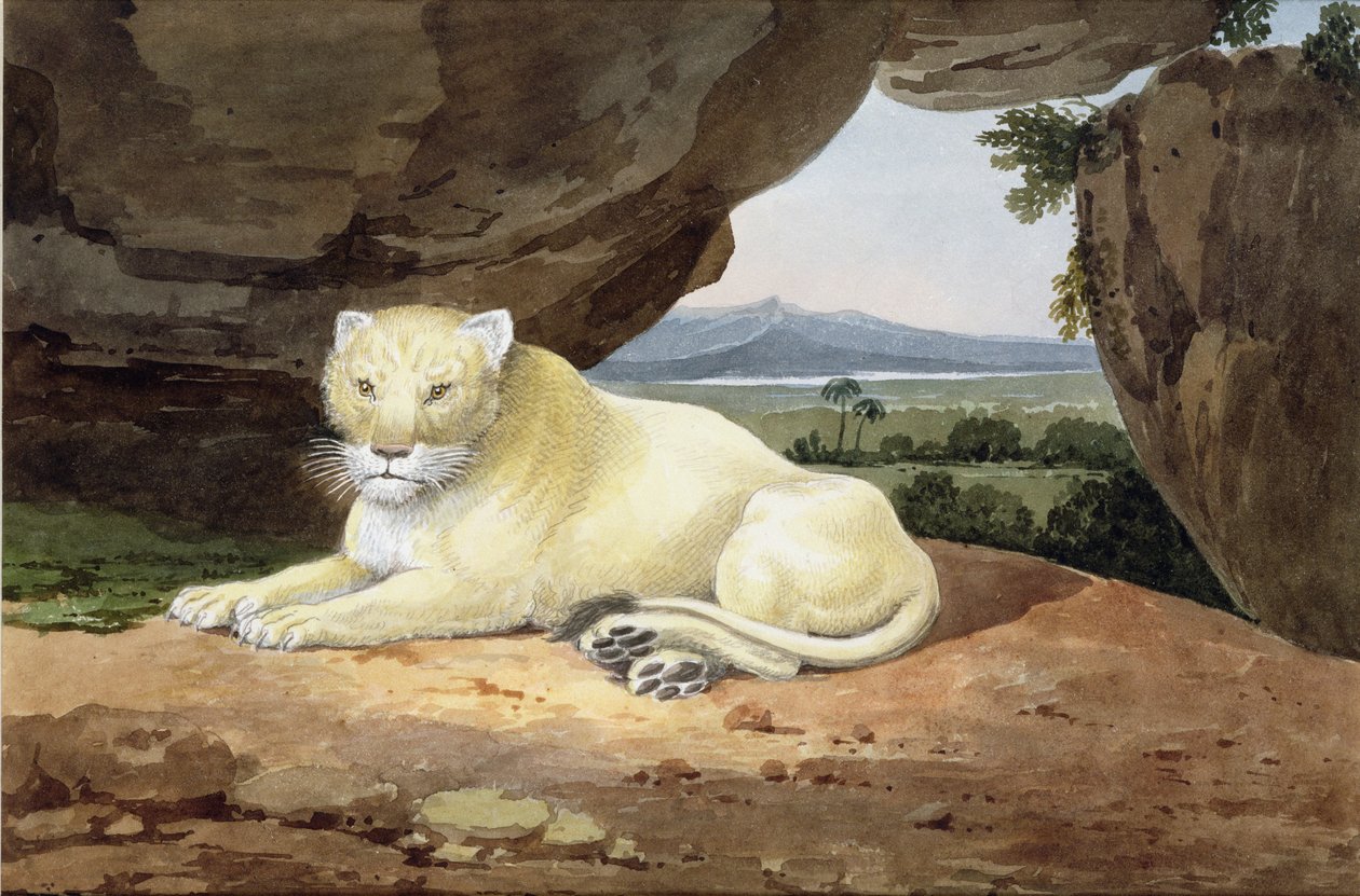 Leeuwin door Samuel Howitt
