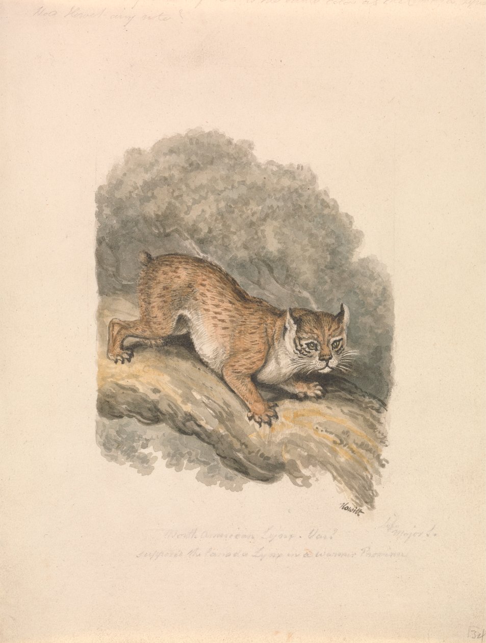 Noord-Amerikaanse lynx door Samuel Howitt