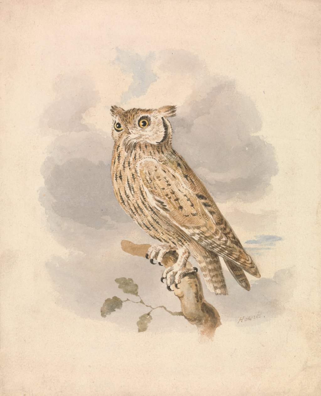 Dwergooruil door Samuel Howitt