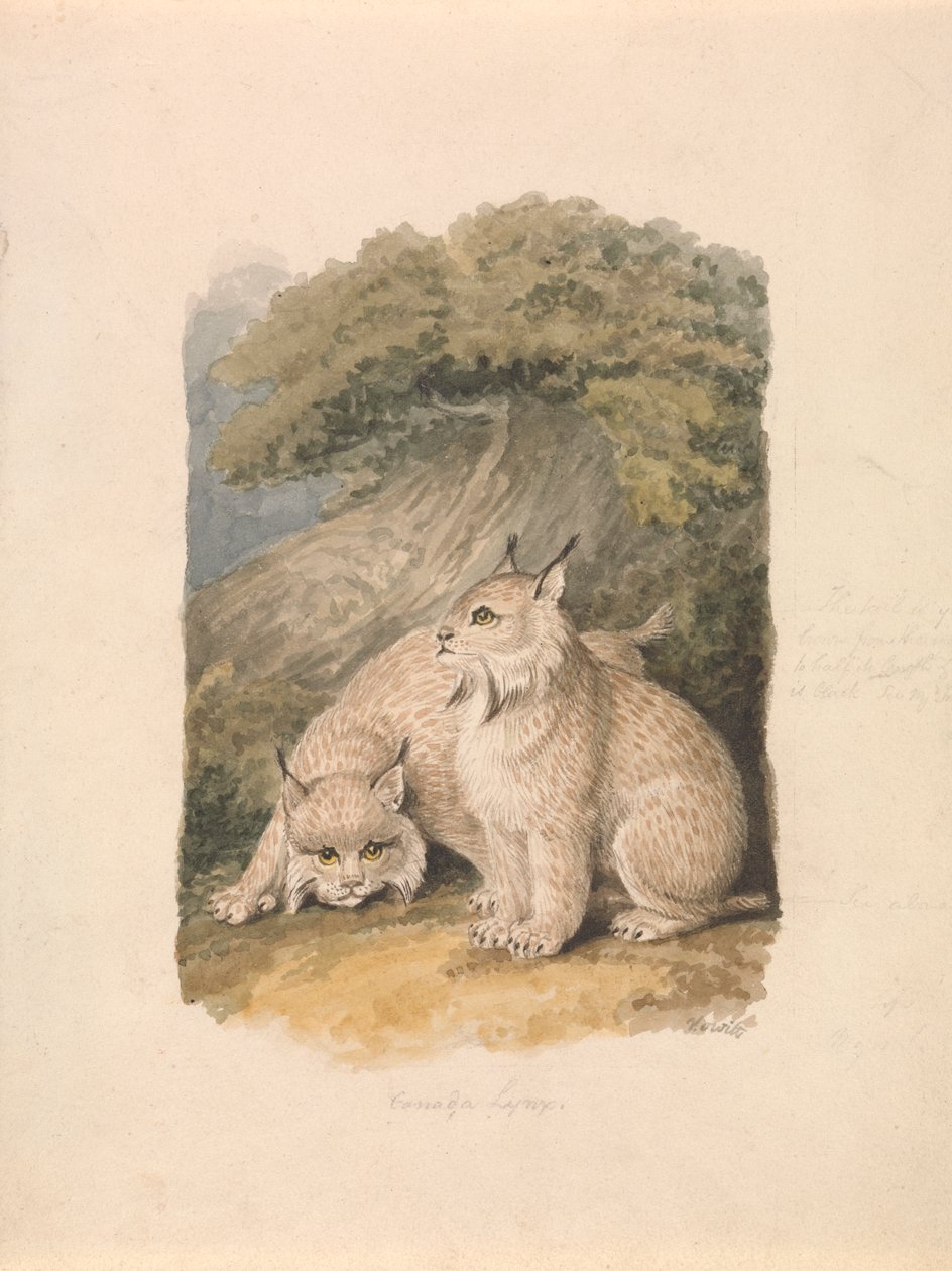De Canadese Lynx uit het Leven door Samuel Howitt