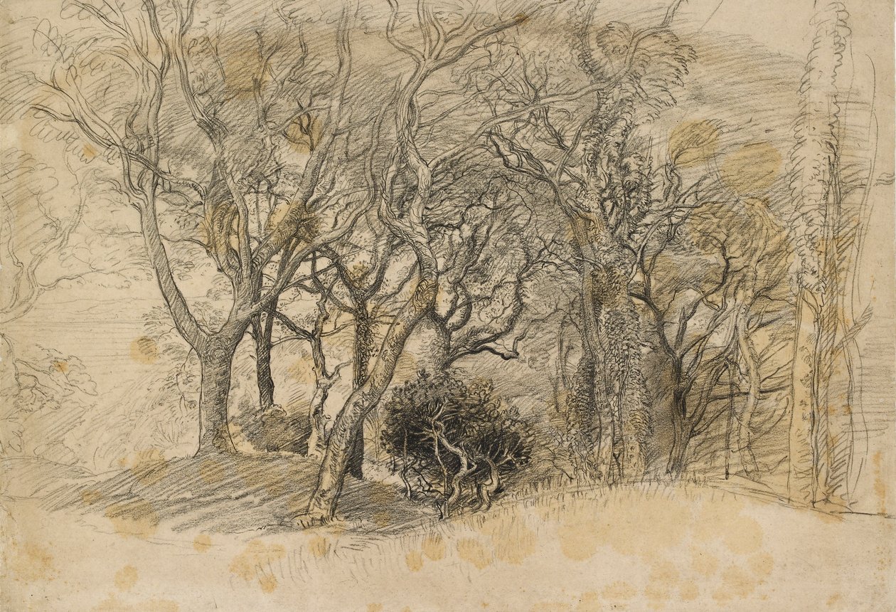 Studie van bomen, Clovelly Park, 1834 door Samuel Palmer