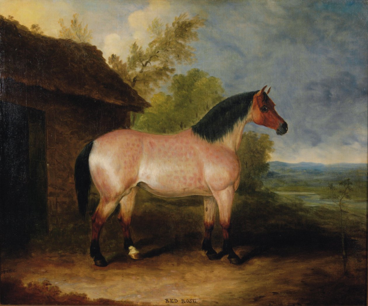 Rode Roos, voor een stal door Samuel Spode