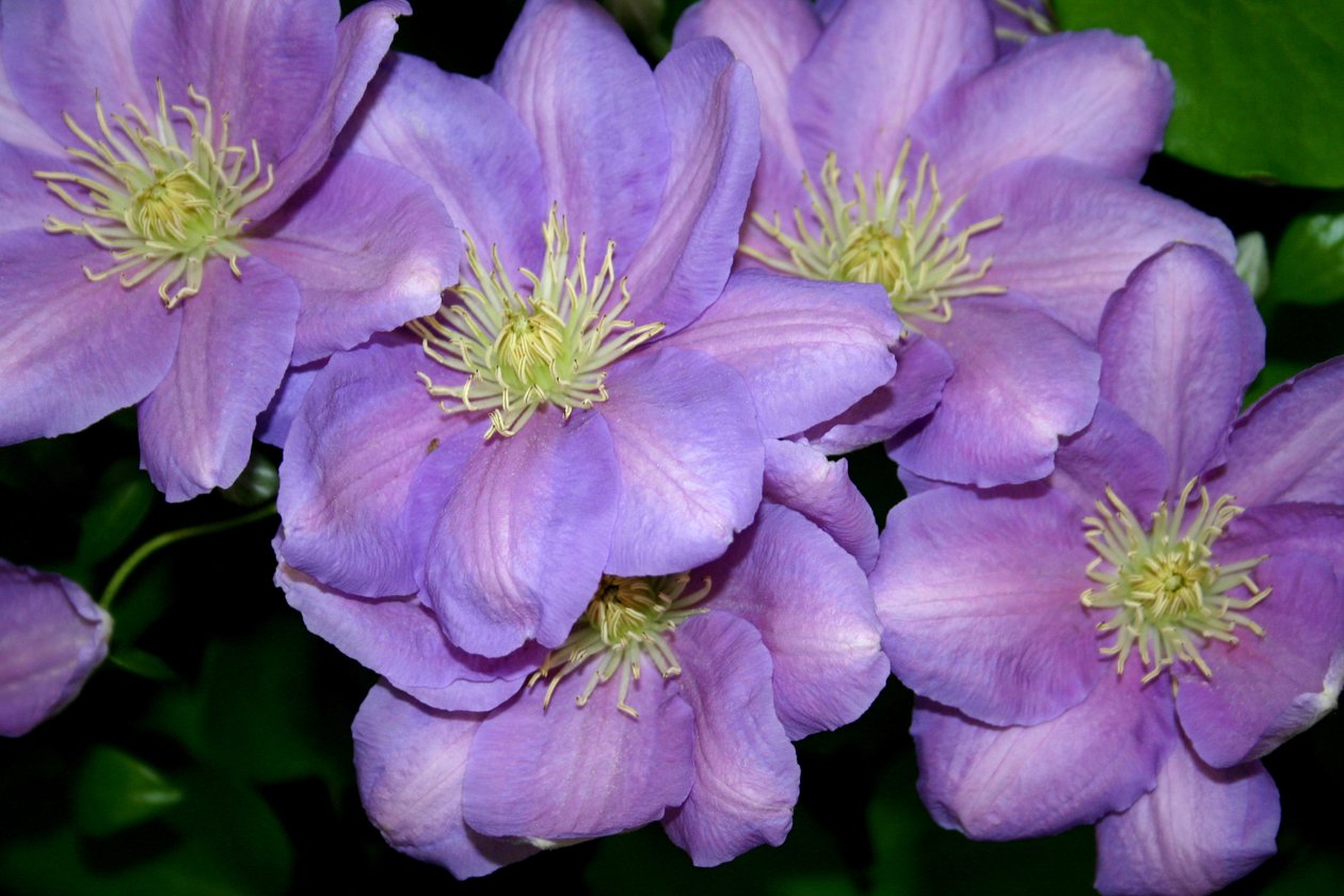 De Clematis Bende door Sarah OToole
