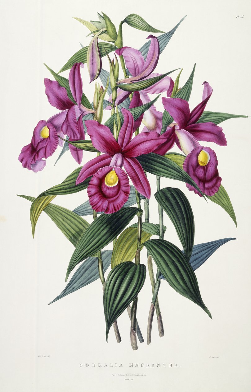 Sobralia Macrantha, ca. 1837-43 door Miss Drake