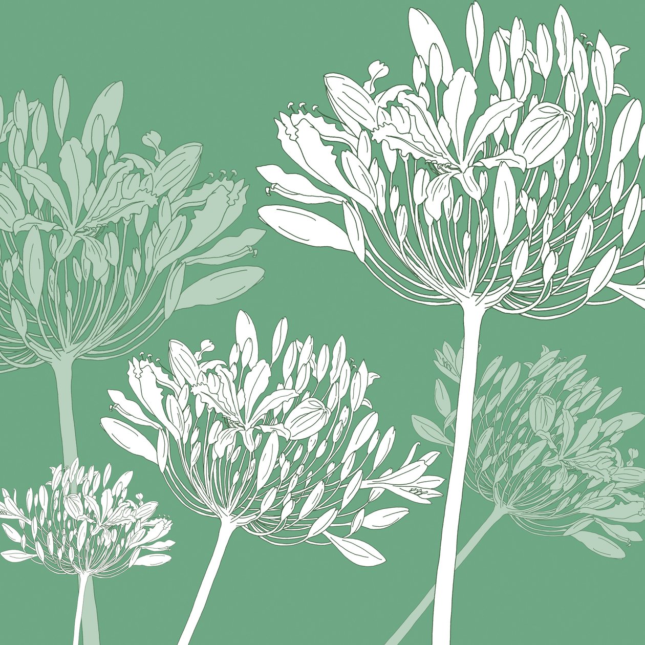 Agapanthus bries, 2005 door Sarah Hough