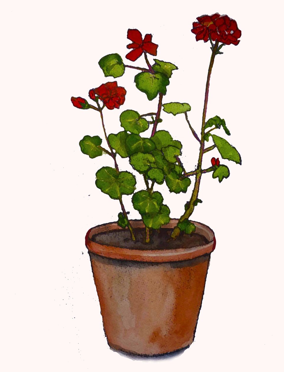 Geraniums in een bloempot door Sarah Thompson Engels