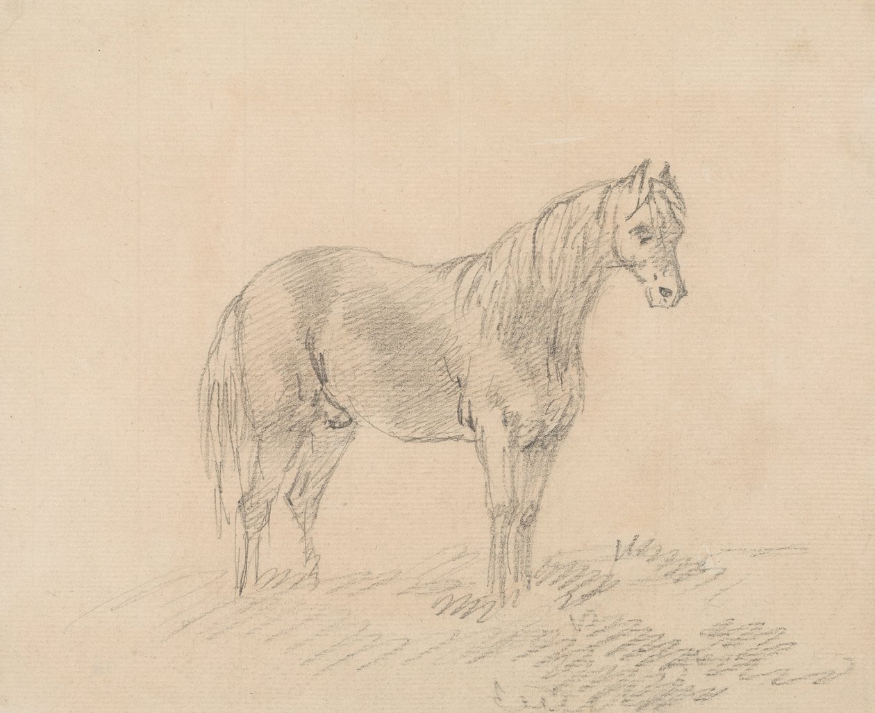 Mannelijk Paard door Sawrey Gilpin