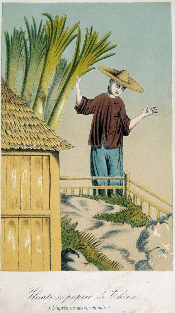 Plante a Papier de Chine (kleur litho) door School Chinese