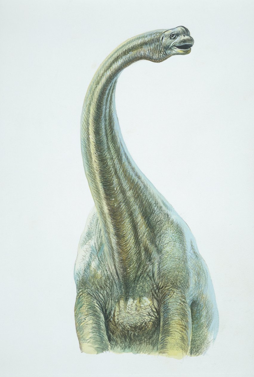 Brontosaurus, Jura-periode door School Italian
