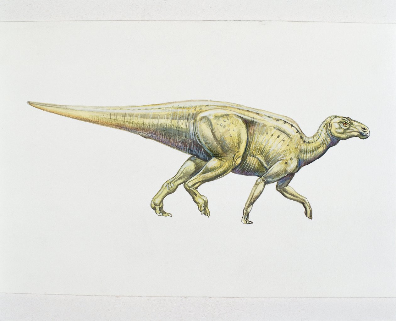 Hadrosauride of eendensnaveldinosaurus door School Italian