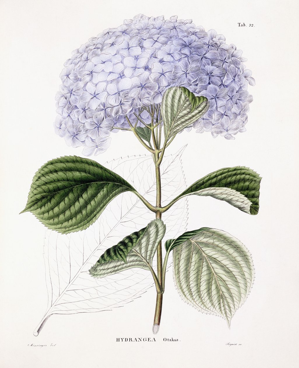 Hortensia Ottaksa door Sebastian Minsinger